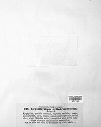 Gloeosporium cylindrospermum image
